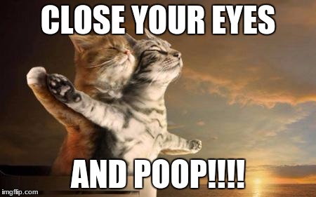 catslovers | CLOSE YOUR EYES; AND POOP!!!! | image tagged in catslovers | made w/ Imgflip meme maker