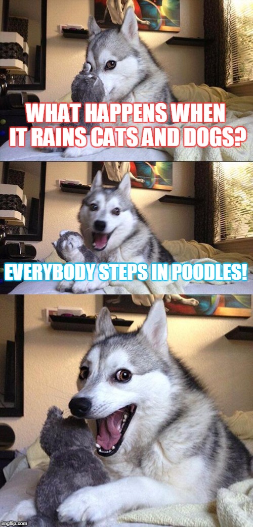Bad Pun Dog Meme | WHAT HAPPENS WHEN IT RAINS CATS AND DOGS? EVERYBODY STEPS IN POODLES! | image tagged in memes,bad pun dog | made w/ Imgflip meme maker