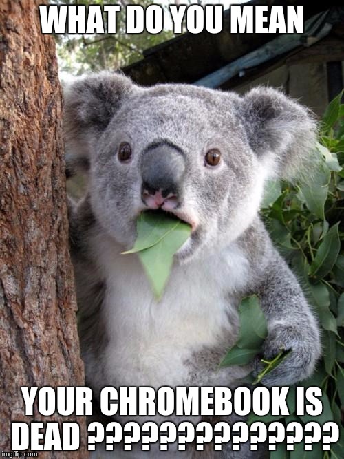 Surprised Koala Meme | WHAT DO YOU MEAN; YOUR CHROMEBOOK IS DEAD ?????????????? | image tagged in memes,surprised koala | made w/ Imgflip meme maker