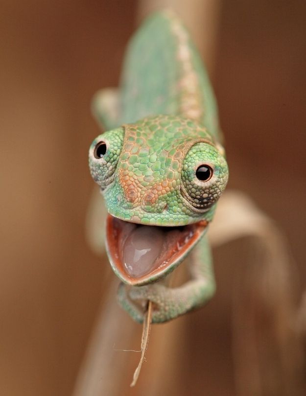 High Quality Happy lizard Blank Meme Template