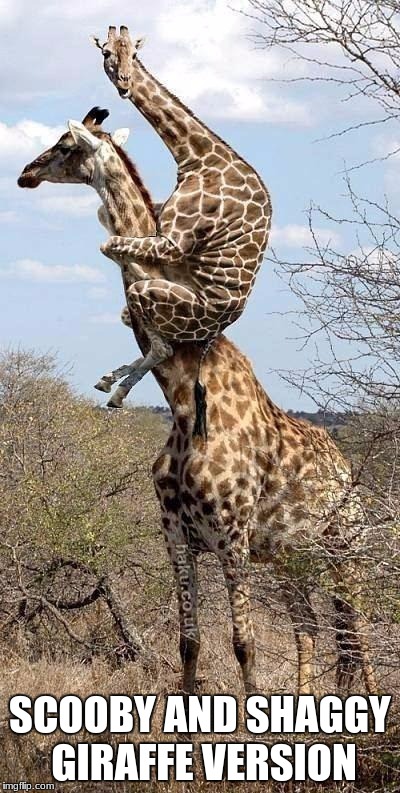Funny Giraffe | SCOOBY AND SHAGGY GIRAFFE VERSION | image tagged in funny giraffe | made w/ Imgflip meme maker