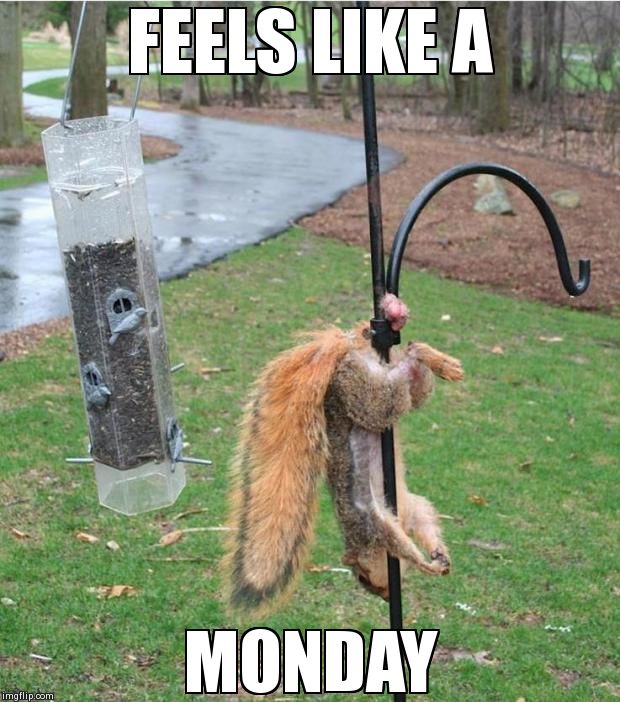 FEELS LIKE A MONDAY | image tagged in hanging squirrel,funny,animals,fails,squirrels | made w/ Imgflip meme maker