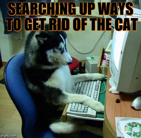 I Have No Idea What I Am Doing Meme | SEARCHING UP WAYS TO GET RID OF THE CAT | image tagged in memes,i have no idea what i am doing | made w/ Imgflip meme maker