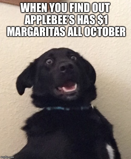Applebee’s $1 Margaritas in October | WHEN YOU FIND OUT APPLEBEE’S HAS $1 MARGARITAS ALL OCTOBER | image tagged in applebees,dogs,margarita | made w/ Imgflip meme maker