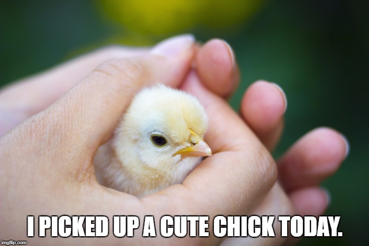 I PICKED UP A CUTE CHICK TODAY. | image tagged in chick | made w/ Imgflip meme maker