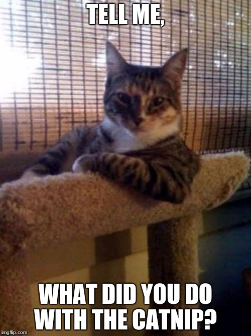 cats | TELL ME, WHAT DID YOU DO WITH THE CATNIP? | image tagged in cats | made w/ Imgflip meme maker