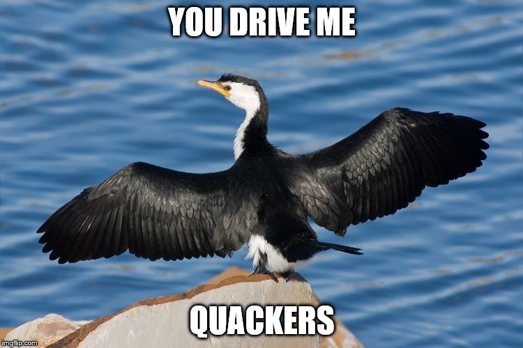 Duckguin | YOU DRIVE ME; QUACKERS | image tagged in duckguin | made w/ Imgflip meme maker