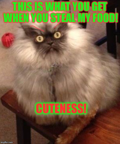Don’t steal my food! | THIS IS WHAT YOU GET WHEN YOU STEAL MY FOOD! CUTENESS! | image tagged in funny cats,memes | made w/ Imgflip meme maker