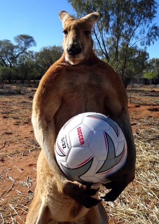 Socceroo Blank Meme Template