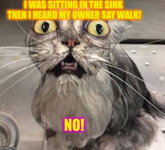 I hate WALKS!! | I WAS SITTING IN THE SINK THEN I HEARD MY OWNER SAY WALK! NO! | image tagged in scared cat,memes | made w/ Imgflip meme maker