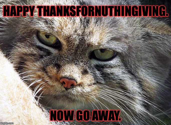 Holiday Greeting Manul Style | HAPPY THANKSFORNUTHINGIVING. NOW GO AWAY. | image tagged in pissed off pallas's cat | made w/ Imgflip meme maker