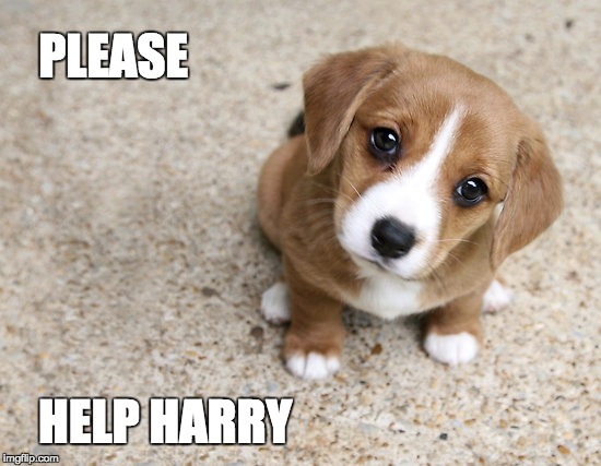 PLEASE; HELP HARRY | image tagged in help,harry | made w/ Imgflip meme maker