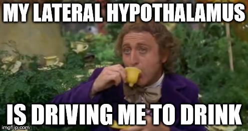 Willy Wonka Drinking Tea | MY LATERAL HYPOTHALAMUS; IS DRIVING ME TO DRINK | image tagged in willy wonka drinking tea | made w/ Imgflip meme maker