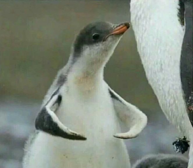 High Quality Muscle Penguin Blank Meme Template