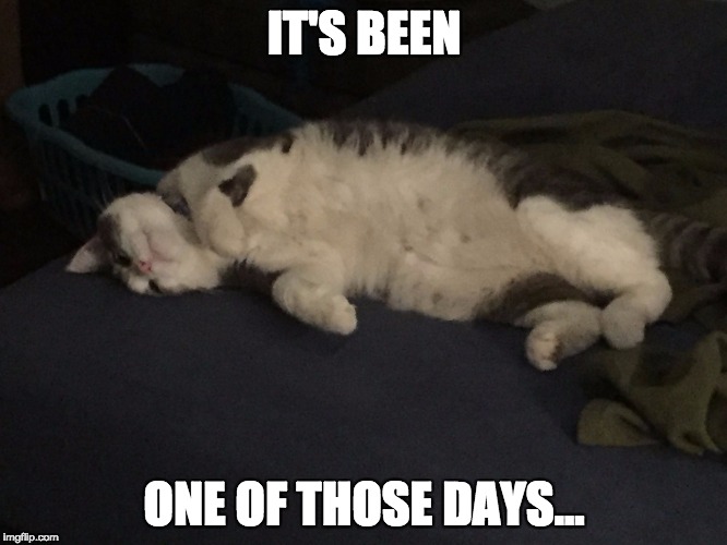 IT'S BEEN; ONE OF THOSE DAYS... | image tagged in apcat | made w/ Imgflip meme maker