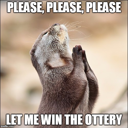 Please, please, please | PLEASE, PLEASE, PLEASE; LET ME WIN THE OTTERY | image tagged in bad otter pun,otter,funny otter,funny animal,praying otter | made w/ Imgflip meme maker