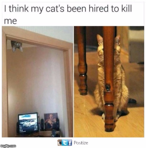 Hitman Cat | image tagged in cat | made w/ Imgflip meme maker