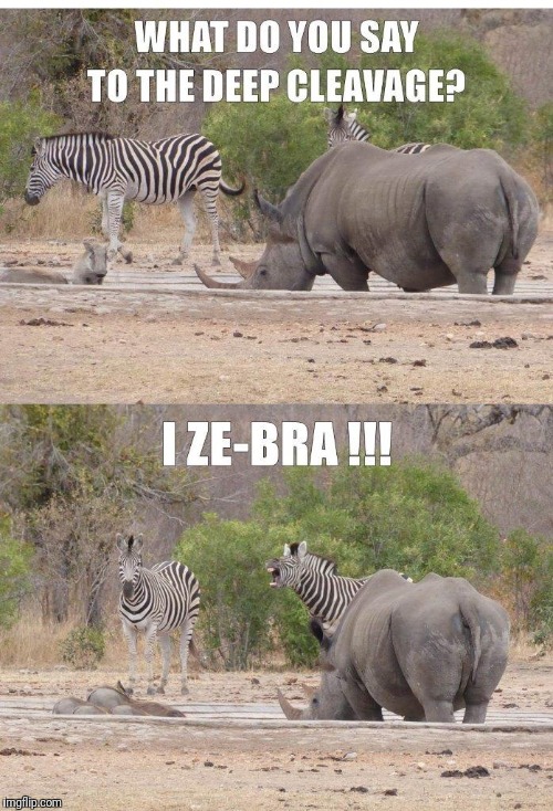 Bad pun Zebra | image tagged in zebra,bad pun,animals,africa | made w/ Imgflip meme maker