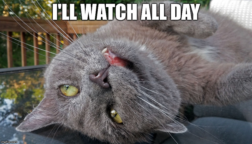 Faded Cat | I'LL WATCH ALL DAY | image tagged in faded cat | made w/ Imgflip meme maker