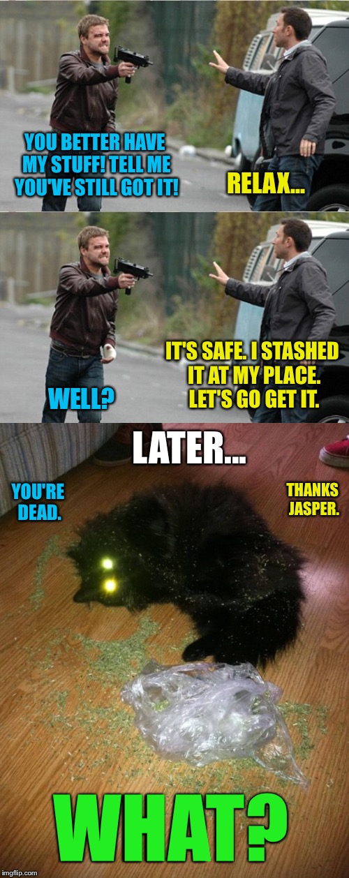 Aaand That's Why I Don't Have A Cat | YOU BETTER HAVE MY STUFF! TELL ME YOU'VE STILL GOT IT! RELAX... WELL? IT'S SAFE. I STASHED IT AT MY PLACE. LET'S GO GET IT. LATER... THANKS JASPER. YOU'RE DEAD. WHAT? | image tagged in cat,cats,cat meme,marijuana,weed,drug dealer | made w/ Imgflip meme maker