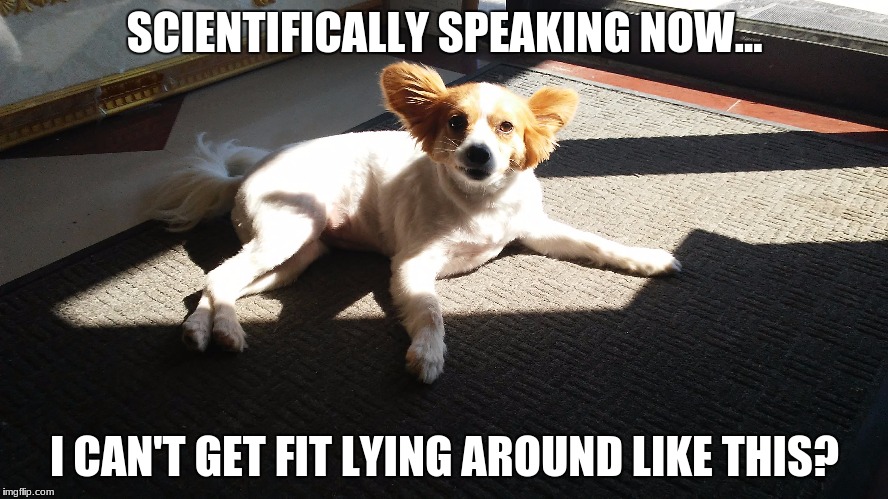 Happy learns some sobering facts about exercise and is not, well, happy. | SCIENTIFICALLY SPEAKING NOW... I CAN'T GET FIT LYING AROUND LIKE THIS? | image tagged in happy,exercise,fitness,funny,dog,lazy | made w/ Imgflip meme maker