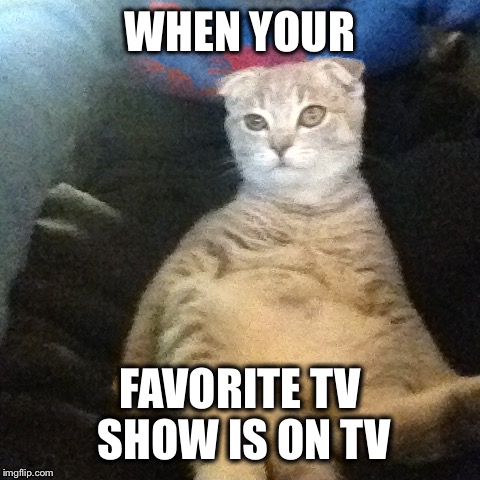Miew the cat watching tv | WHEN YOUR; FAVORITE TV SHOW IS ON TV | image tagged in miew the cat,cat,miew,tv,tv show | made w/ Imgflip meme maker