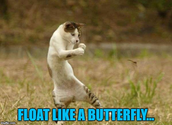 I coulda been a contender... :) | FLOAT LIKE A BUTTERFLY... | image tagged in friday dance,memes,boxing,cats,animals,sport | made w/ Imgflip meme maker