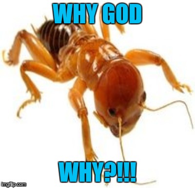 WHY GOD; WHY?!!! | image tagged in potato bug | made w/ Imgflip meme maker