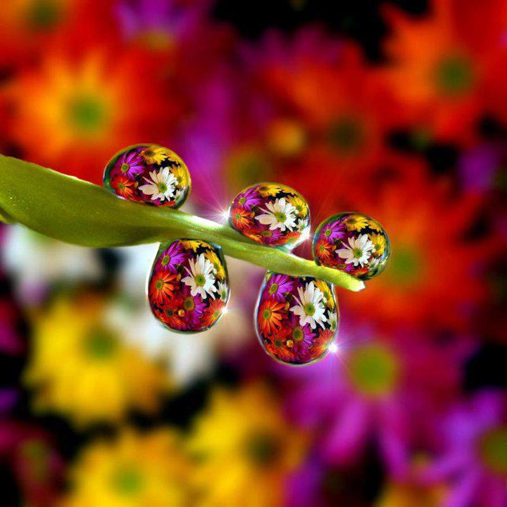 High Quality Flowers reflected in Water Droplets Blank Meme Template
