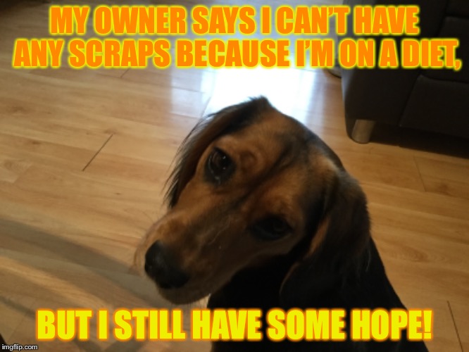 I need some scraps  | MY OWNER SAYS I CAN’T HAVE ANY SCRAPS BECAUSE I’M ON A DIET, BUT I STILL HAVE SOME HOPE! | image tagged in funny dogs | made w/ Imgflip meme maker