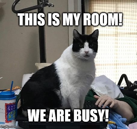 My Room | THIS IS MY ROOM! WE ARE BUSY! | image tagged in king of the hill,funny cat memes | made w/ Imgflip meme maker