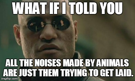 Matrix Morpheus Meme | WHAT IF I TOLD YOU ALL THE NOISES MADE BY ANIMALS ARE JUST THEM TRYING TO GET LAID. | image tagged in memes,matrix morpheus | made w/ Imgflip meme maker
