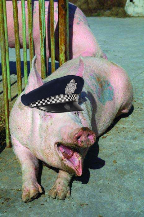High Quality Pig Police Blank Meme Template