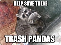 help these poor things | HELP SAVE THESE; TRASH PANDAS | image tagged in trash,raccoon | made w/ Imgflip meme maker