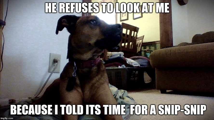 HE REFUSES TO LOOK AT ME; BECAUSE I TOLD ITS TIME  FOR A SNIP-SNIP | image tagged in 2017 | made w/ Imgflip meme maker