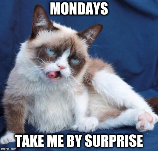 Grumpy cat drunk  | MONDAYS; TAKE ME BY SURPRISE | image tagged in grumpy cat drunk | made w/ Imgflip meme maker