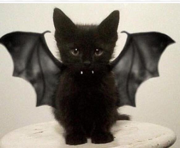 Black kitten bat Blank Meme Template