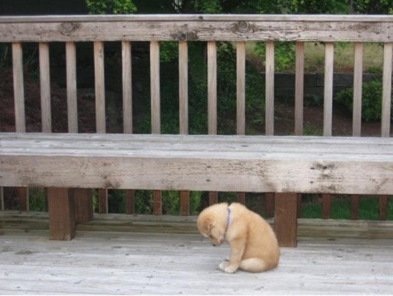 Cute Sad Puppy Blank Meme Template