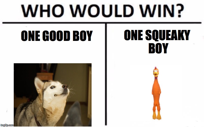 Who Would Win? | ONE SQUEAKY BOY; ONE GOOD BOY | image tagged in who would win | made w/ Imgflip meme maker