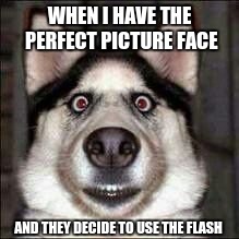 *Flash*  | WHEN I HAVE THE PERFECT PICTURE FACE; AND THEY DECIDE TO USE THE FLASH | image tagged in dog | made w/ Imgflip meme maker
