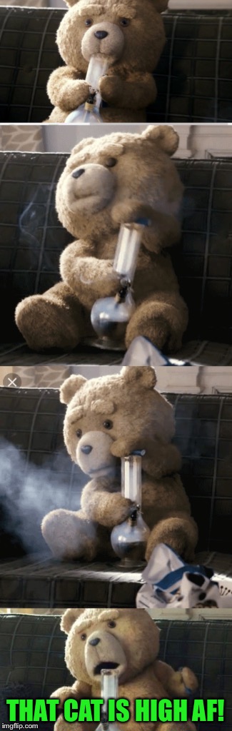 Ted | THAT CAT IS HIGH AF! | image tagged in ted | made w/ Imgflip meme maker