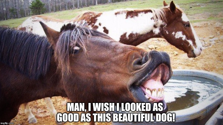 MAN, I WISH I LOOKED AS GOOD AS THIS BEAUTIFUL DOG! | image tagged in horse,funny,funny memes,memes,hilarious memes | made w/ Imgflip meme maker