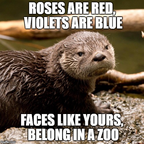 Grumpy Otter | ROSES ARE RED, VIOLETS ARE BLUE; FACES LIKE YOURS, BELONG IN A ZOO | image tagged in grumpy otter,roses are red violets are are blue,grumpy cat,grumpy,otter,zoo | made w/ Imgflip meme maker