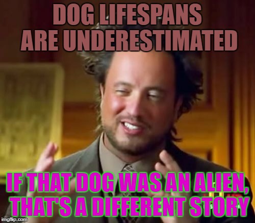 Ancient Aliens Meme | DOG LIFESPANS ARE UNDERESTIMATED IF THAT DOG WAS AN ALIEN, THAT'S A DIFFERENT STORY | image tagged in memes,ancient aliens | made w/ Imgflip meme maker