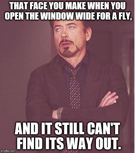 That face you make | THAT FACE YOU MAKE WHEN YOU OPEN THE WINDOW WIDE FOR A FLY, AND IT STILL CAN'T FIND ITS WAY OUT. | image tagged in that face you make | made w/ Imgflip meme maker