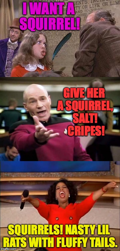 I WANT A SQUIRREL! SQUIRRELS! NASTY LIL RATS WITH FLUFFY TAILS. GIVE HER A SQUIRREL, SALT!  CRIPES! | made w/ Imgflip meme maker