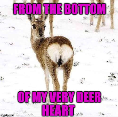 My Dearest Deer | FROM THE BOTTOM; OF MY VERY DEER; HEART | image tagged in dearest deer,i towwey,he moo moo boo boos,boo boo kitty,go spit,funny memes | made w/ Imgflip meme maker
