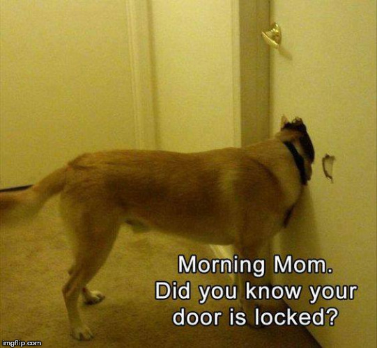 Doggy Door | image tagged in doggy door,hi mom,doors locked,break thru dogs,dog meme,funny | made w/ Imgflip meme maker