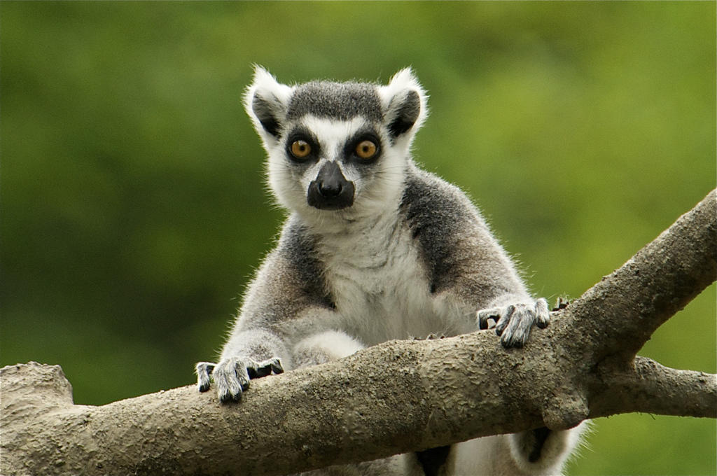 Pointless Lemur Blank Meme Template