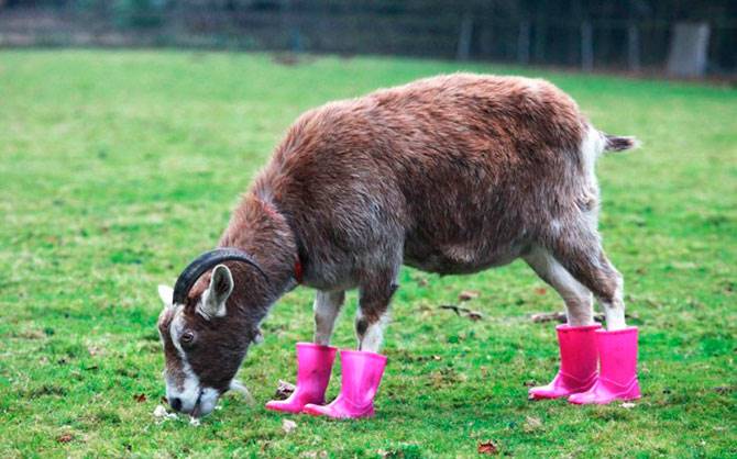 goat in pink boots Blank Meme Template